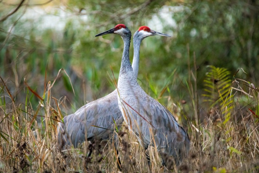sandhill crane festival