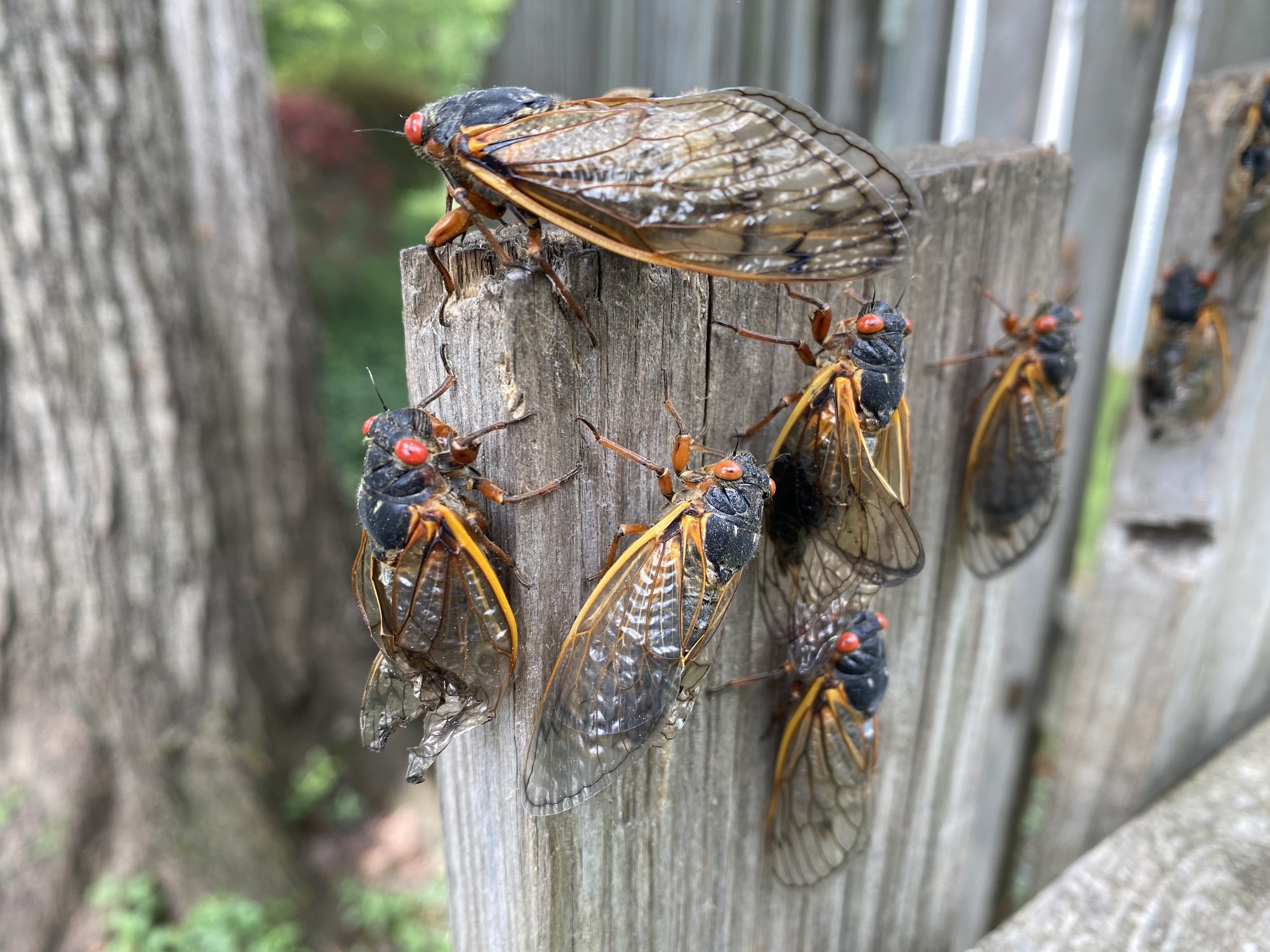 cicada swarm