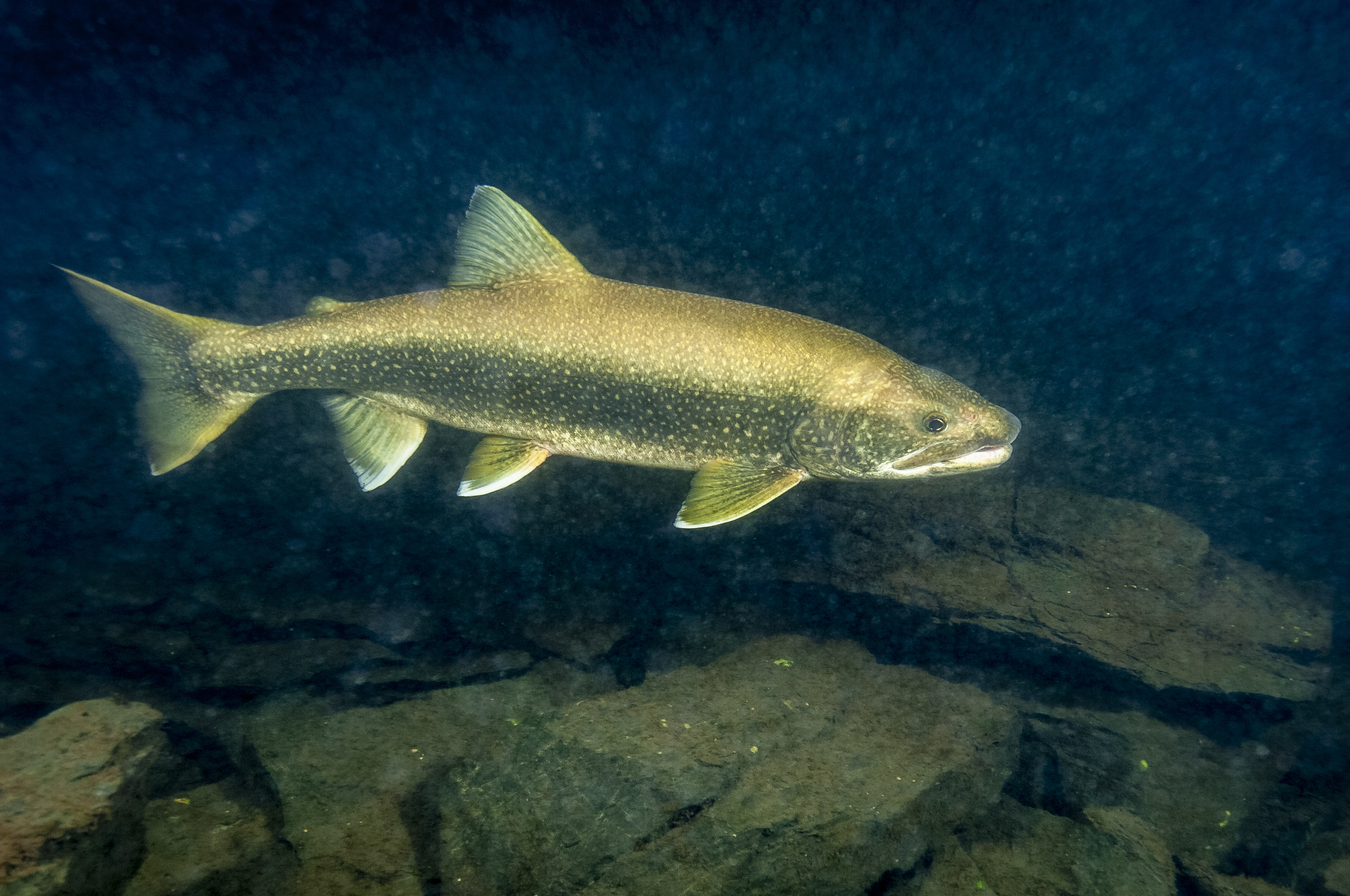 Lake trout in NY affected by climate change and water browning.