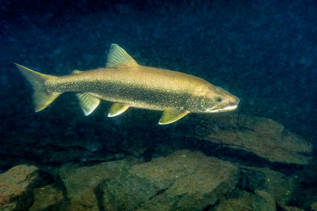Lake trout in NY affected by climate change and water browning.