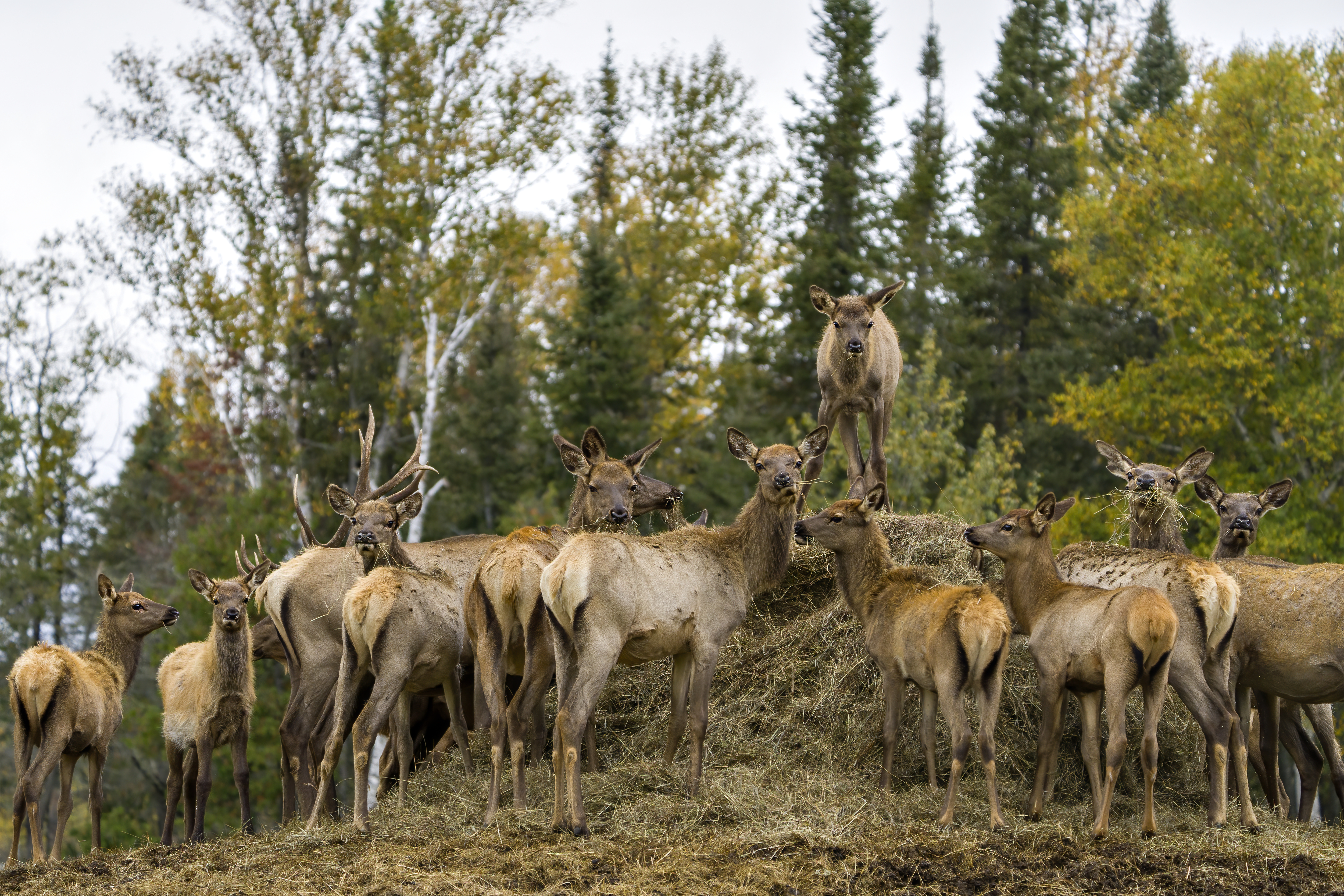 Elk animal herd looking at the camera and feeding with a blur forest background in their environment and habitat surrounding.