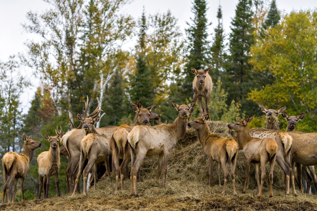 Elk animal herd looking at the camera and feeding with a blur forest background in their environment and habitat surrounding.