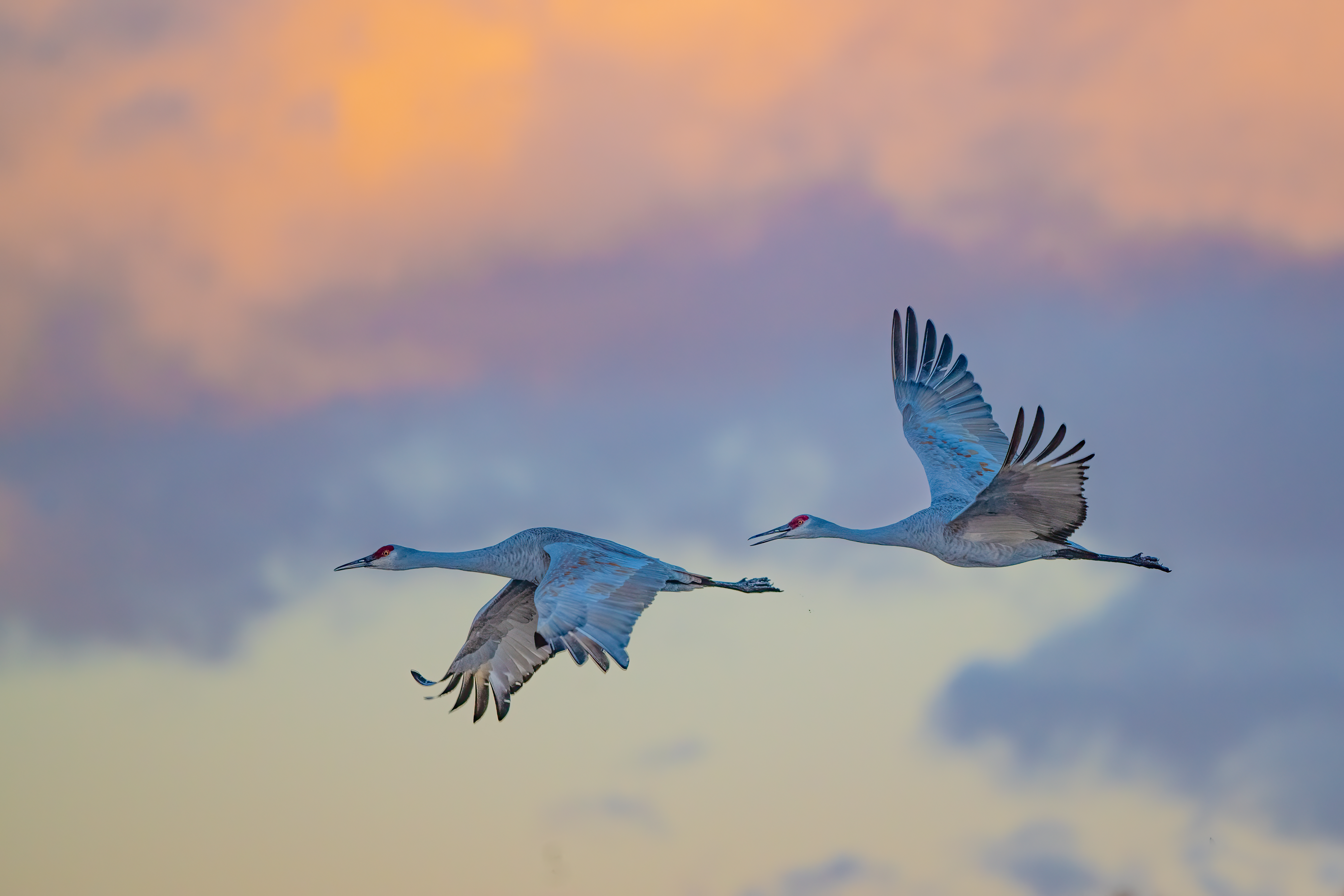 Sandhill crane festivals