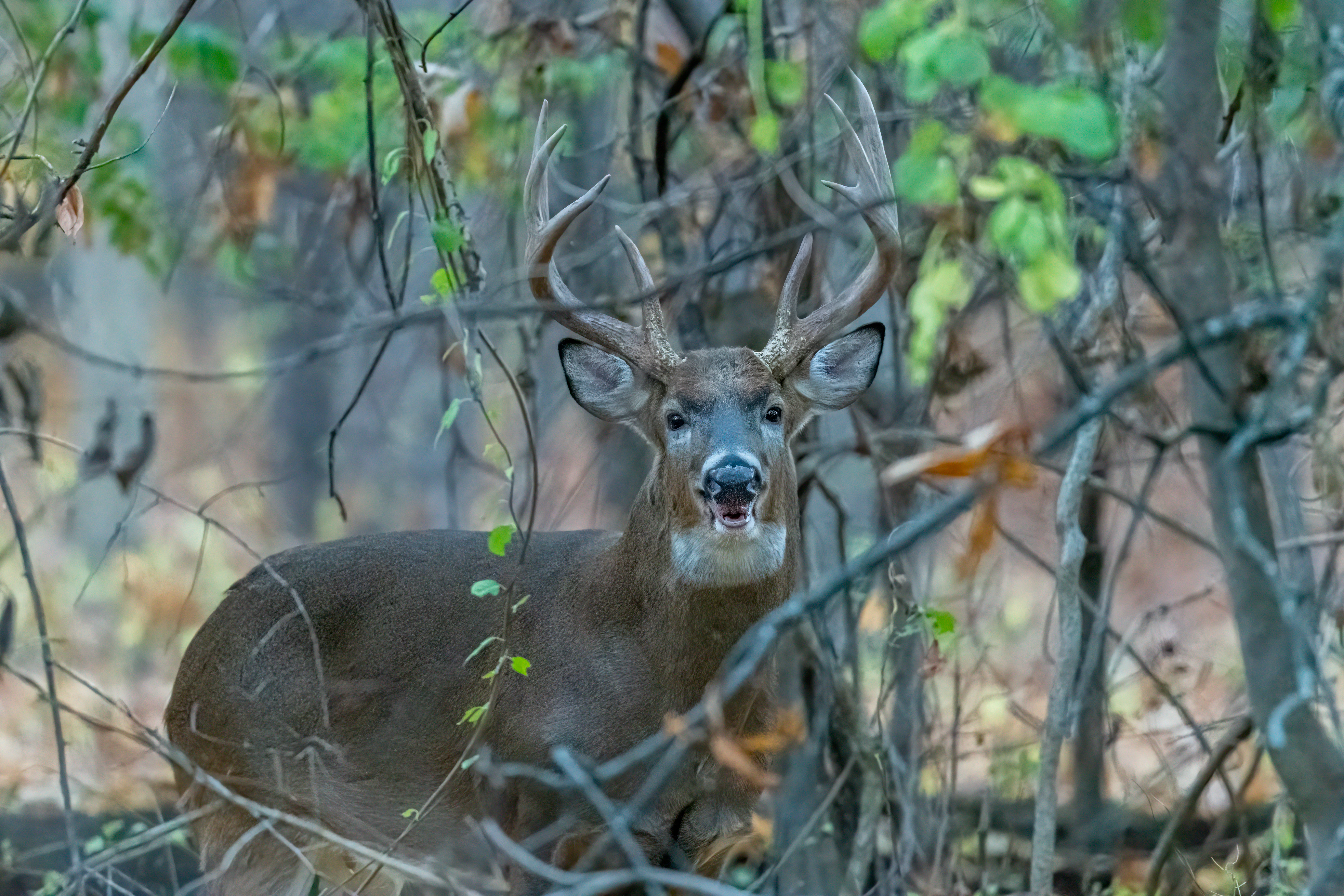 michigan whitetail deer harvest