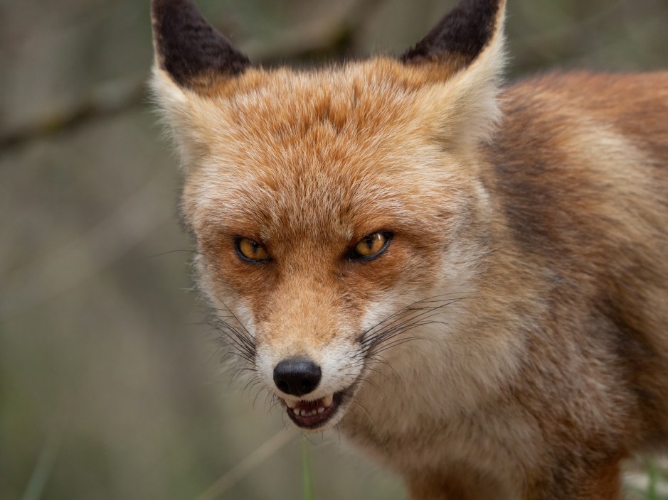 angry fox