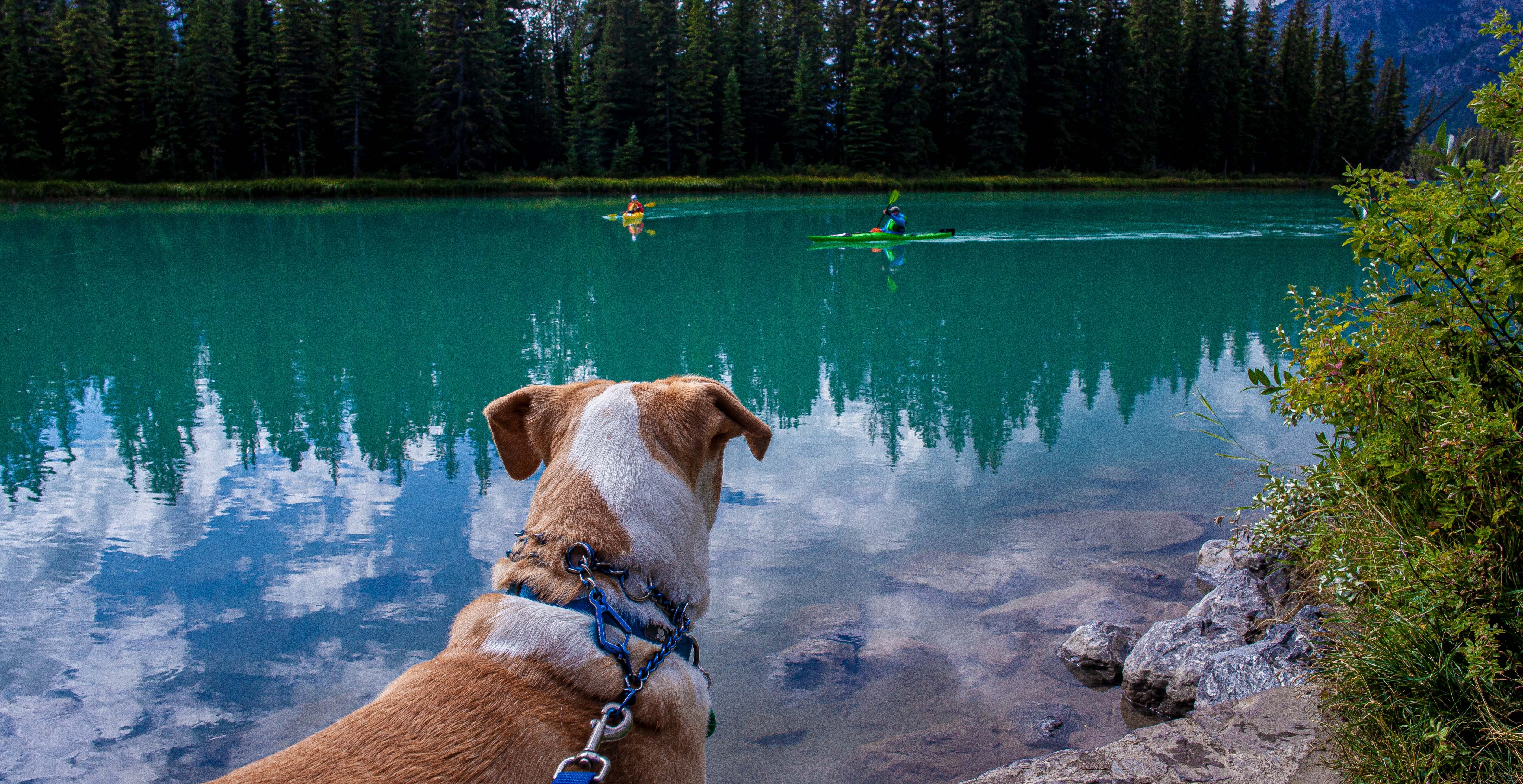 Dog watching kayakers in beautiful Banff, Alberta lake.