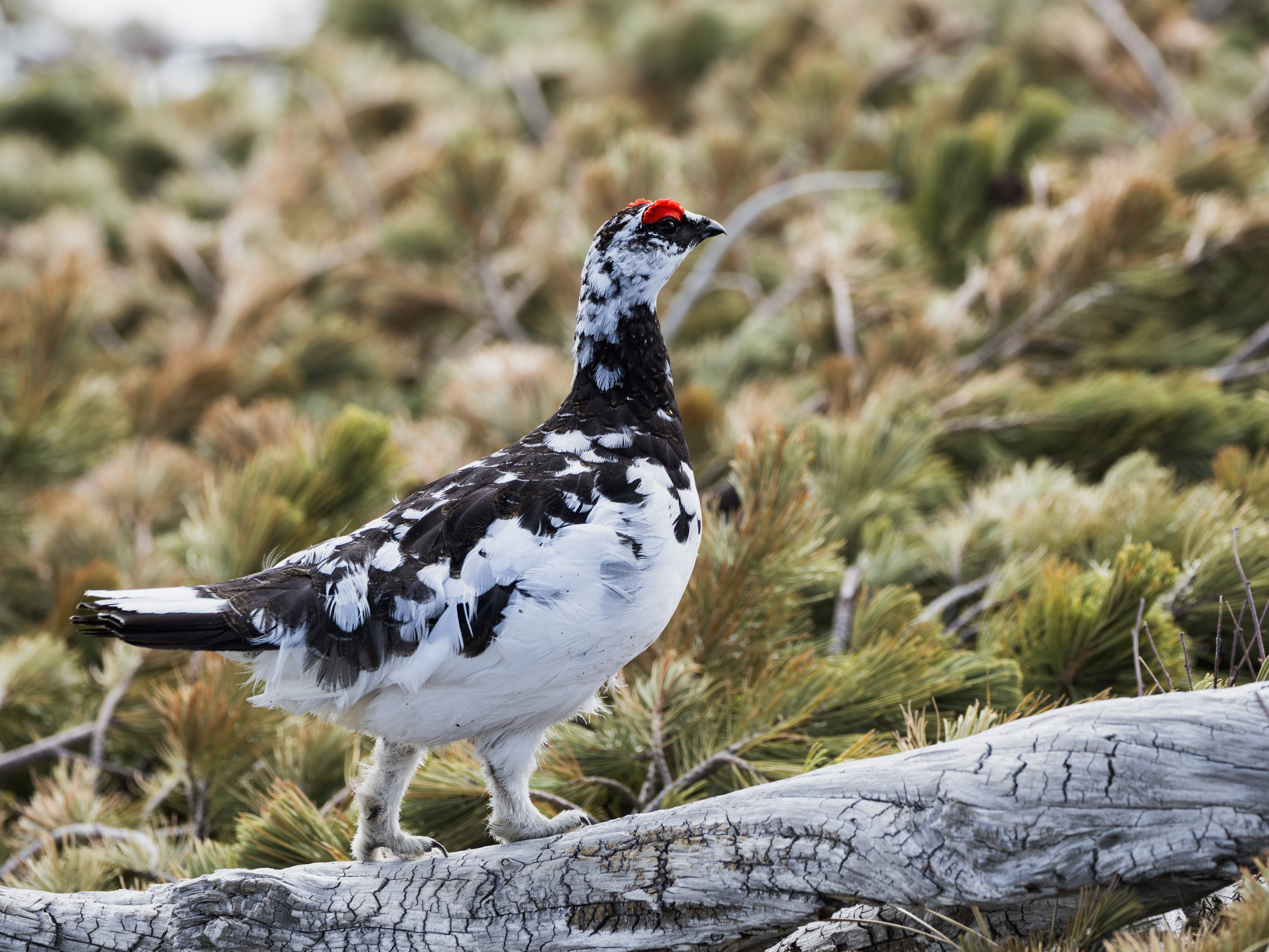 Rock ptarmigan male