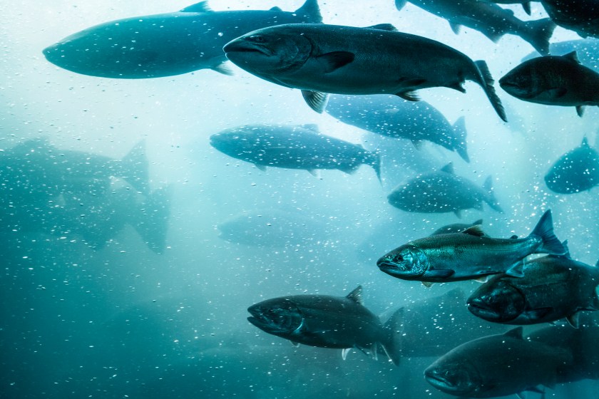 freshwater fish giong extinct climate change