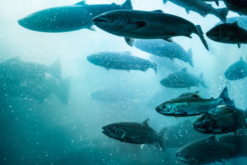 freshwater fish giong extinct climate change