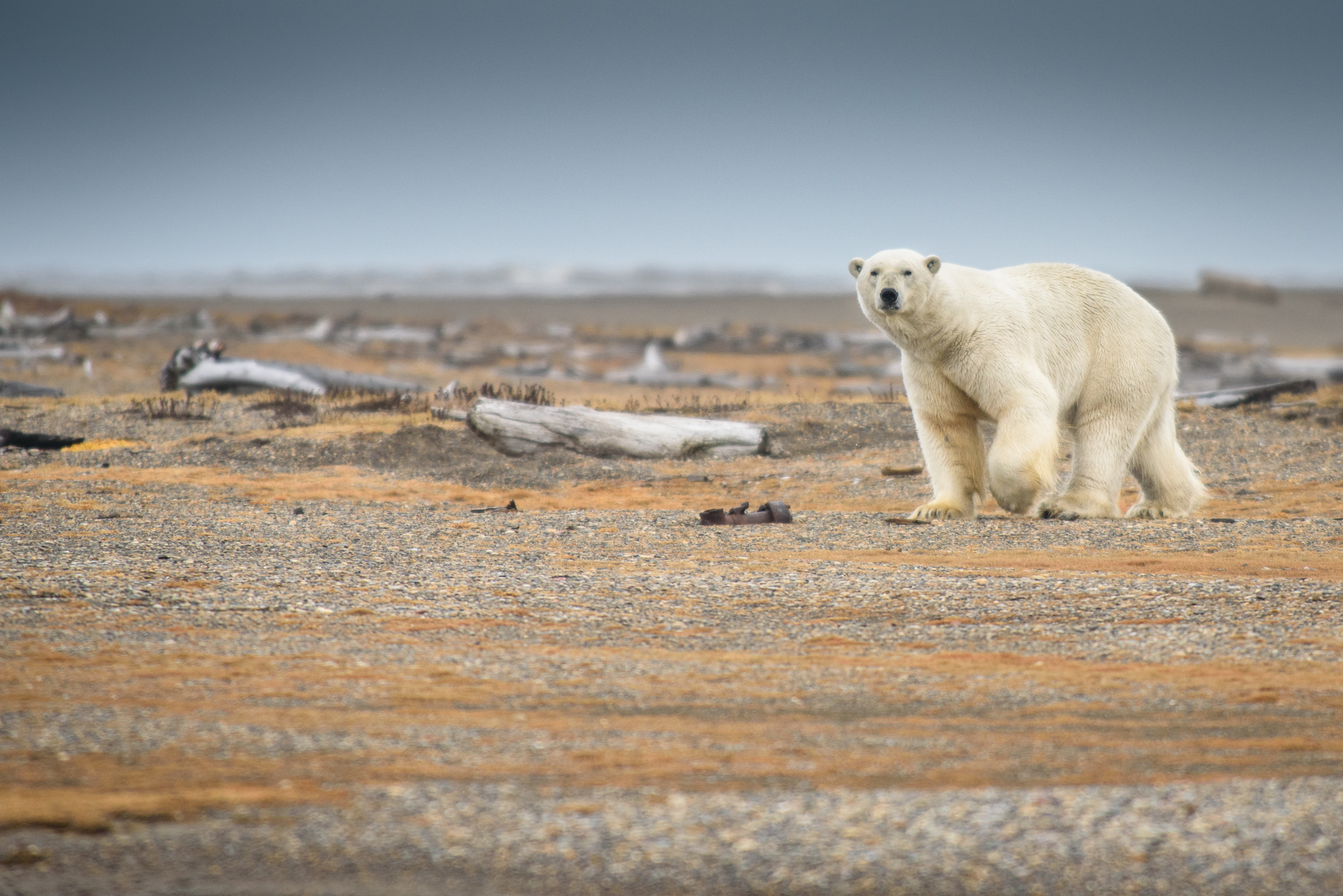 Alaskan polar bear killed by avian influenza