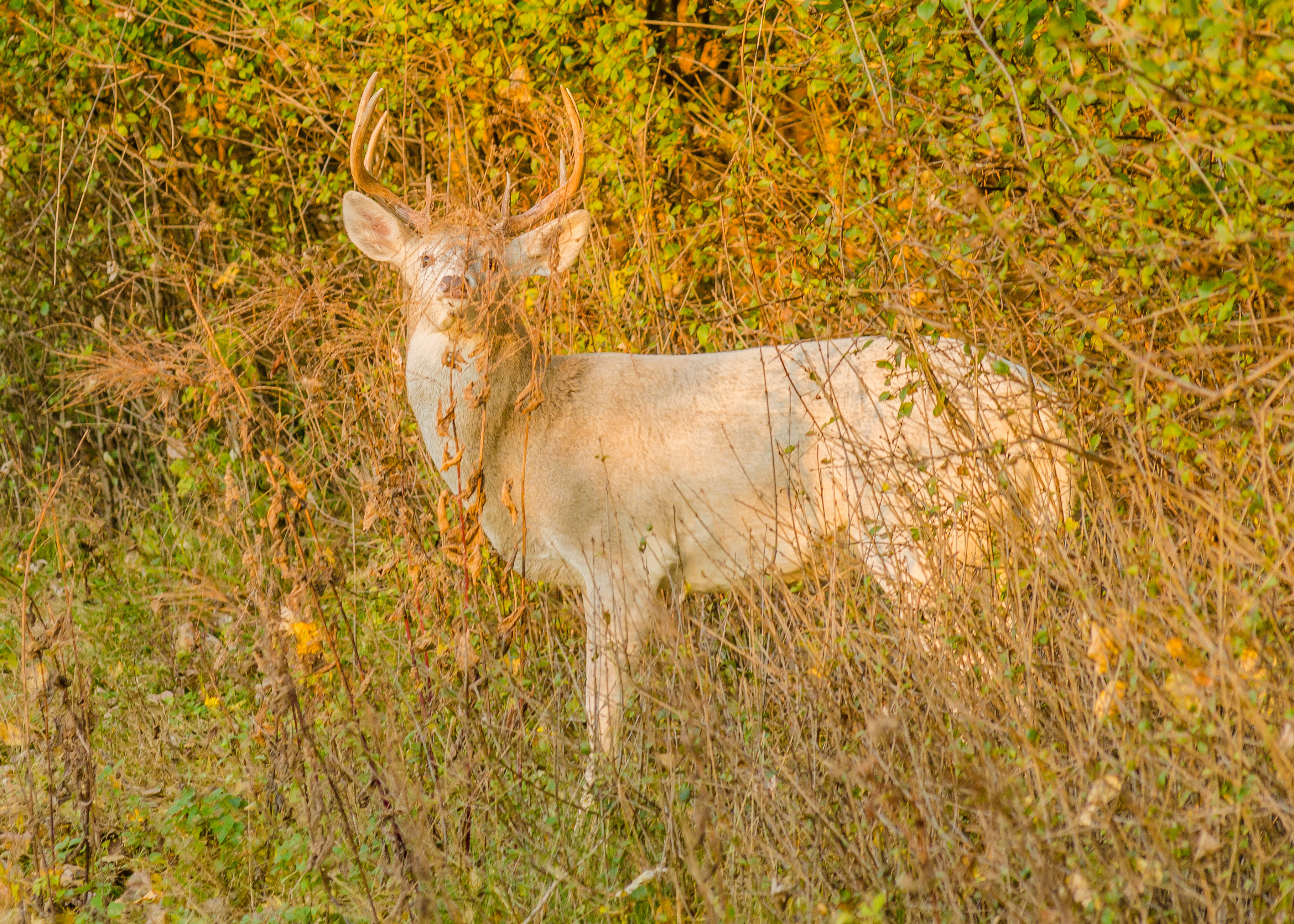 Pennsylvania teen's first buck piebald.