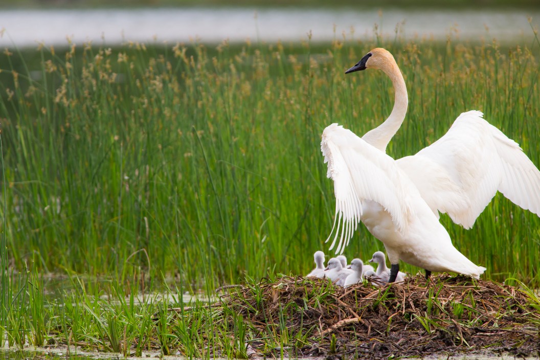 trumpeter swans poaching