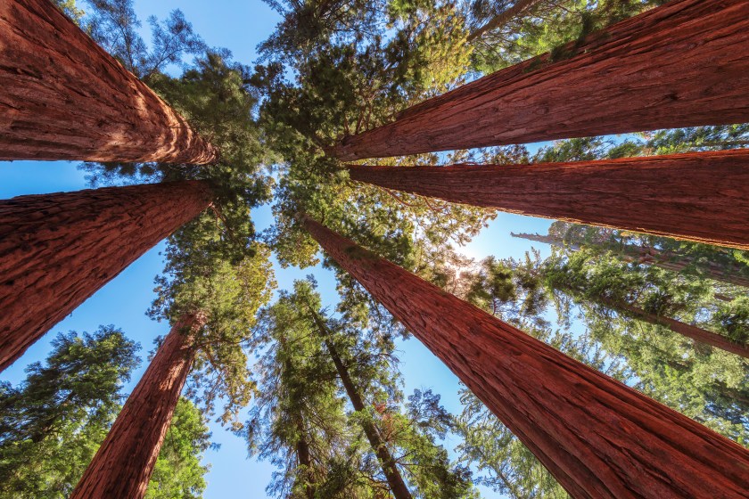 california redwoods hottest year 2023