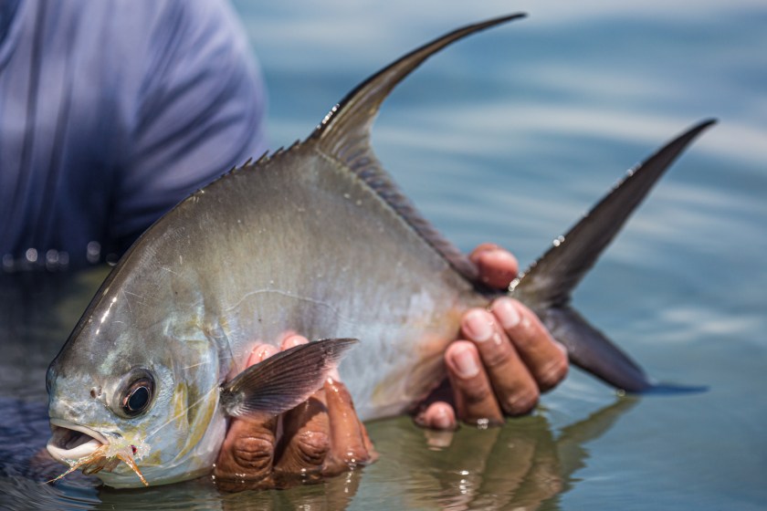 flies and leaders for your saltwater fly fishing checklist