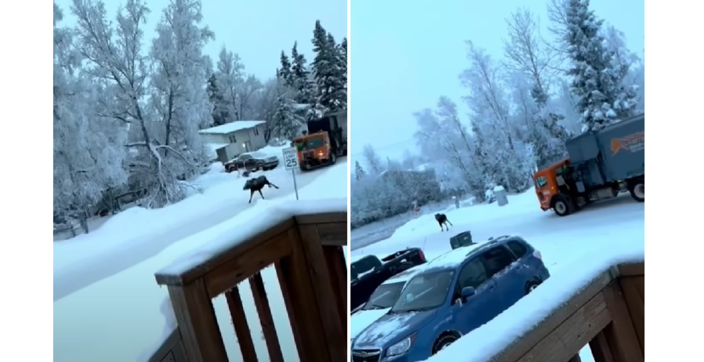 alaska garbage man chases moose