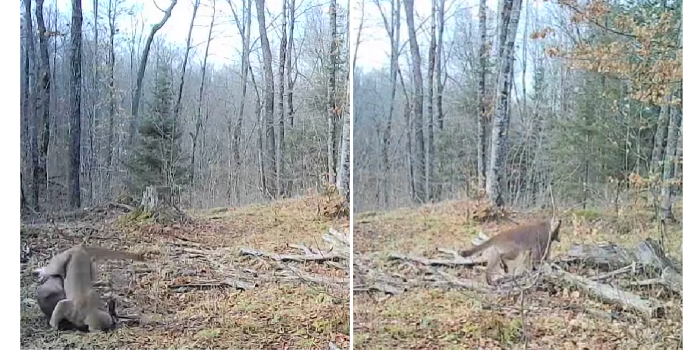 mountian lion hunts deer in michigan