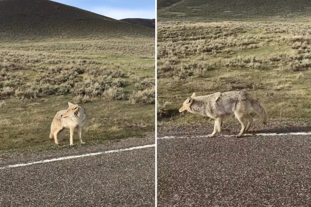 Limpy walks along the side of the road in Lamar Valley