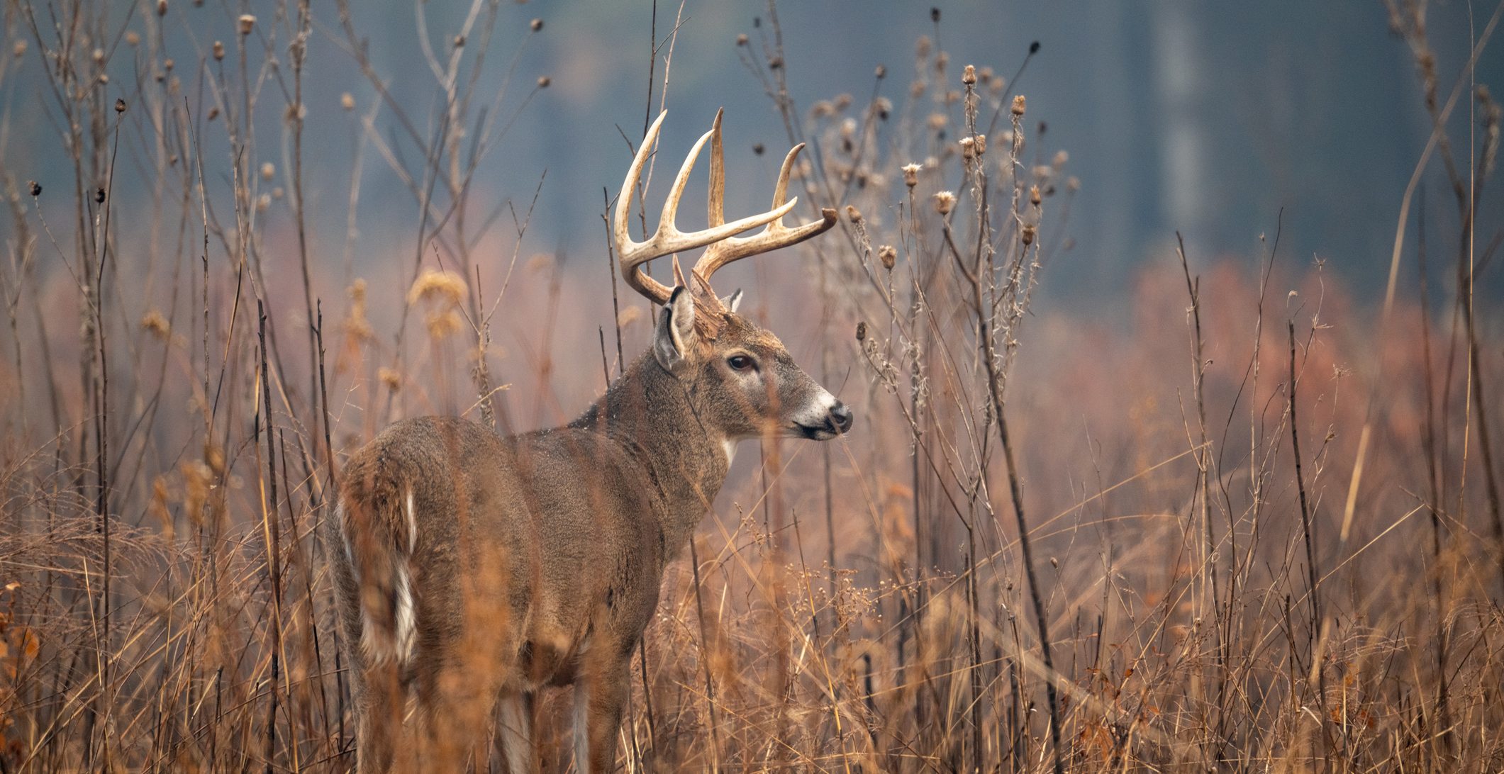 Large whitetailed deer buck