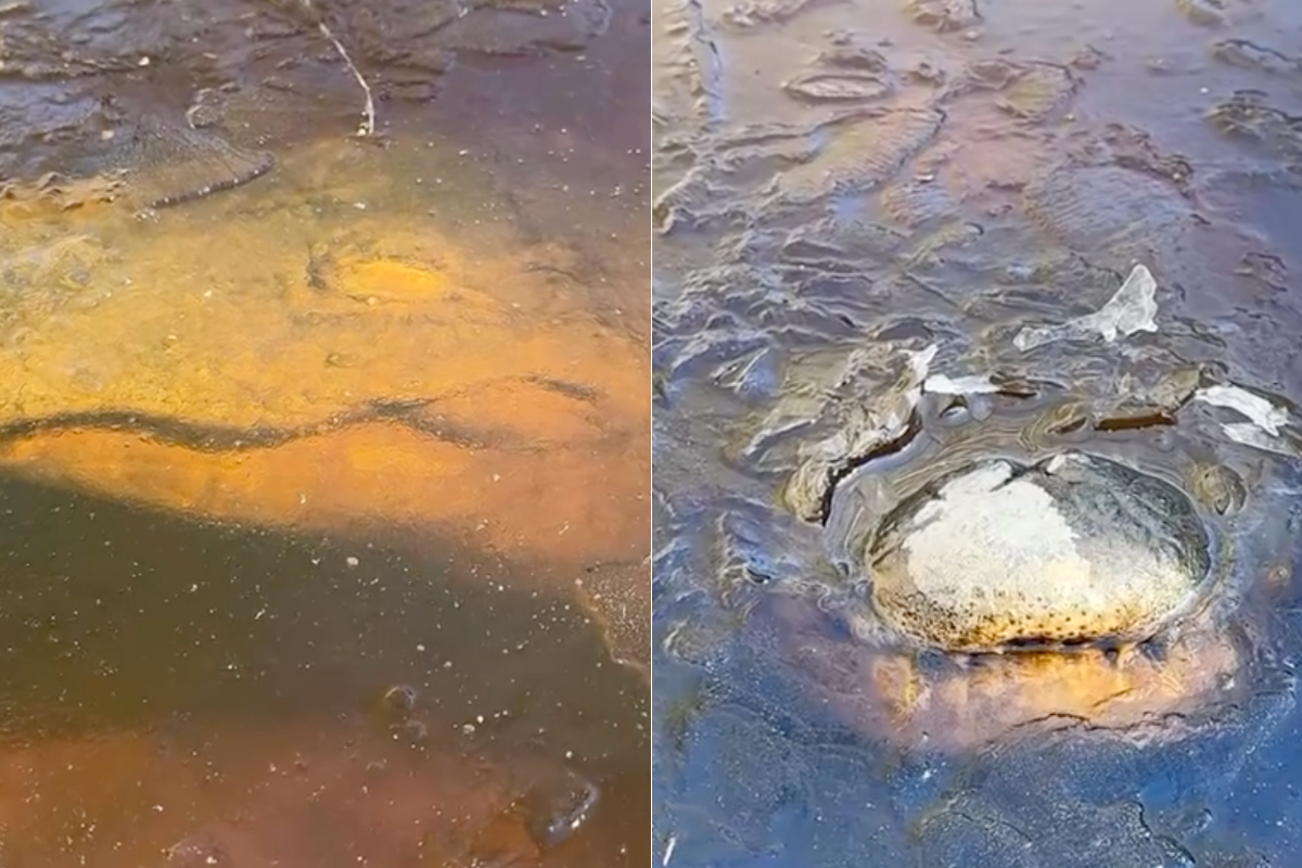 frozen alligators sit underneath the ice