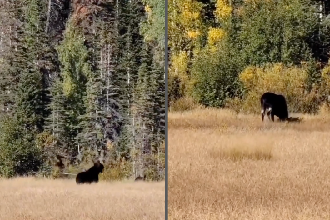 bull moose sends hiker running