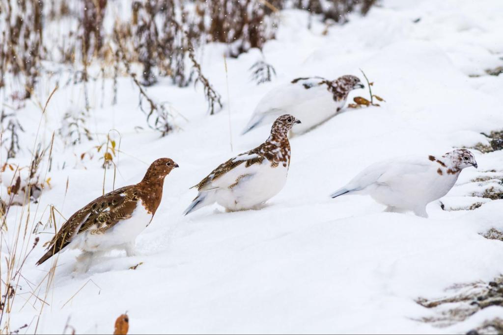 Ptarmigan 101