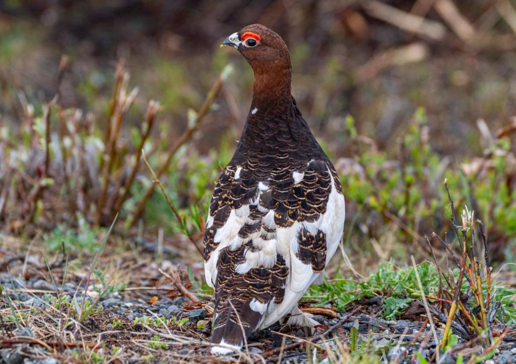 Ptarmigan Hunting Season And Regulations