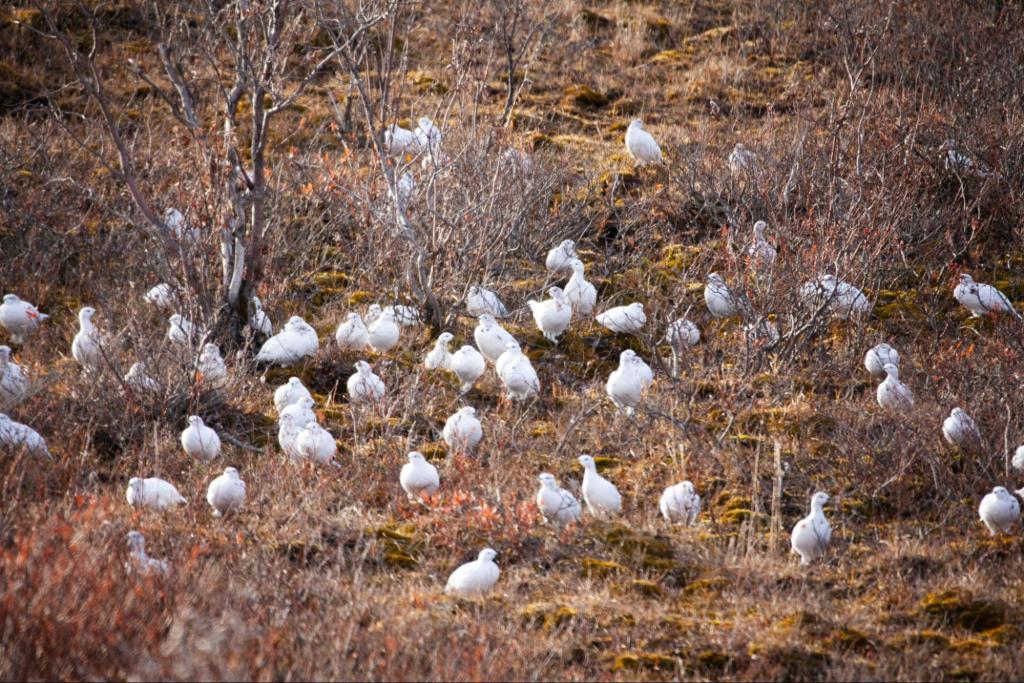 How To Hunt Ptarmigan