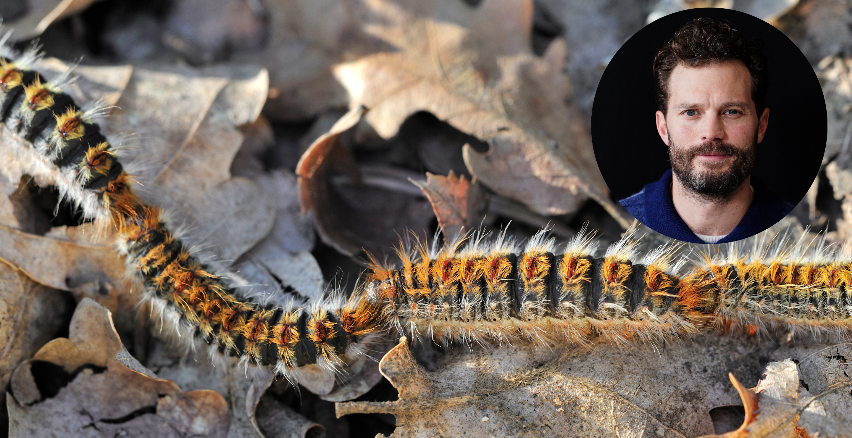 jamie dornan caterpillar