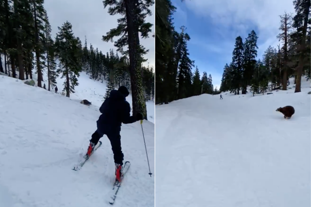 Skier follows a bear at Heavenly Resort