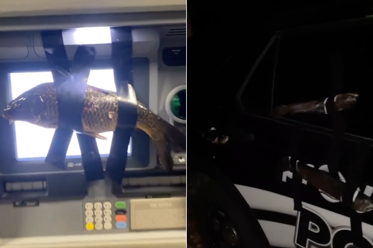 fish taped to an ATM and Police car