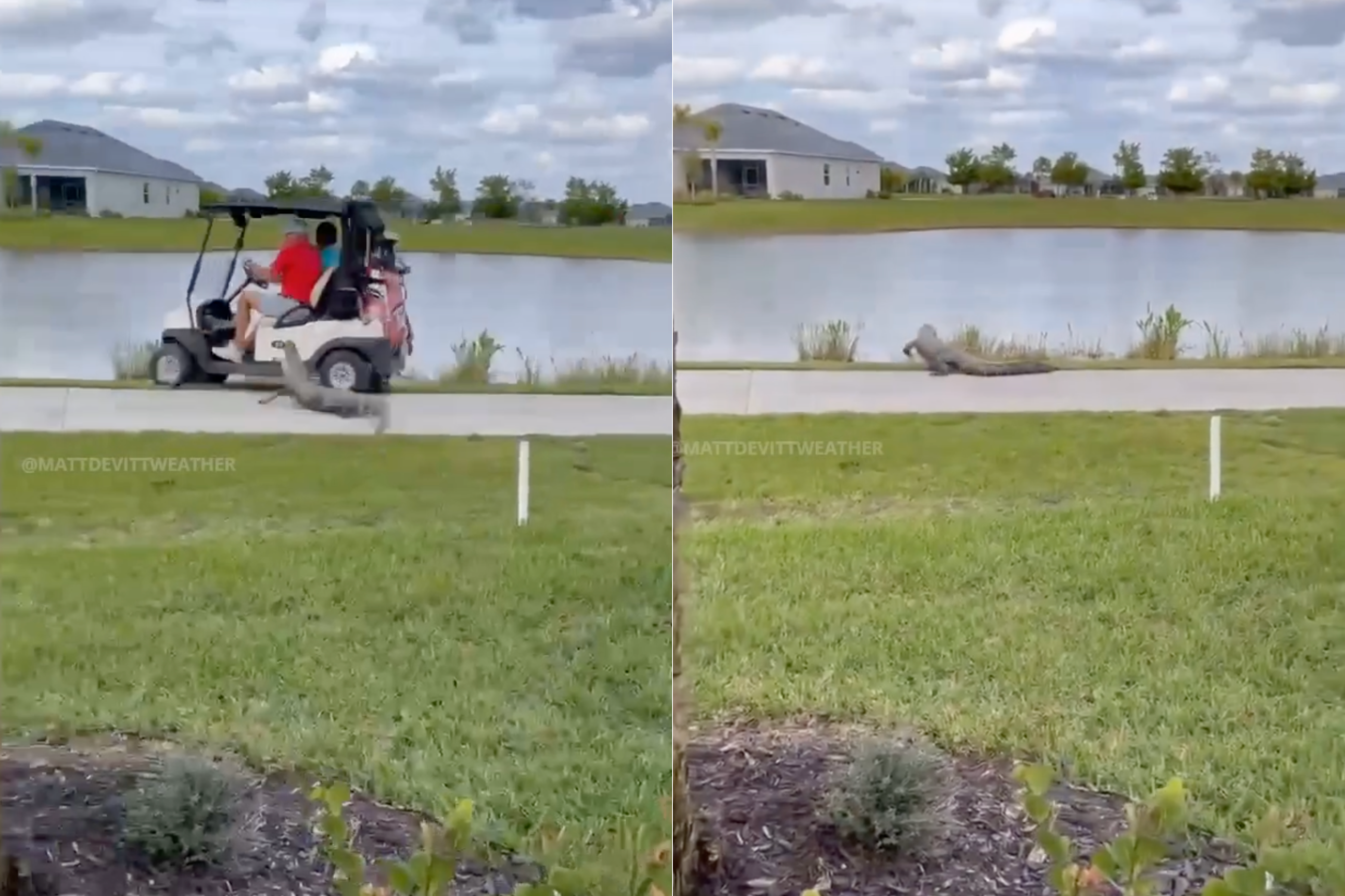 Alligator attacks golf cart