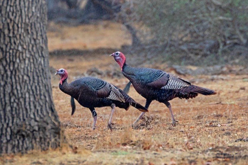 small gauge shotguns for turkey