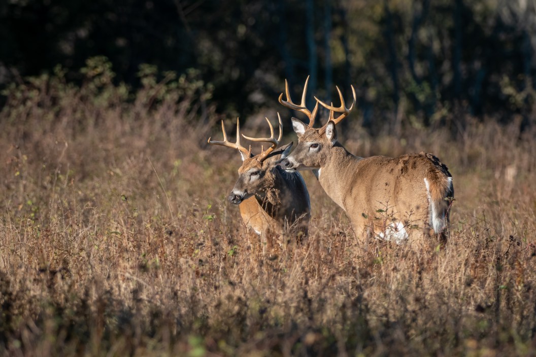Two bucks stop fighting for a quick second to scan the meadow in nice morning light.