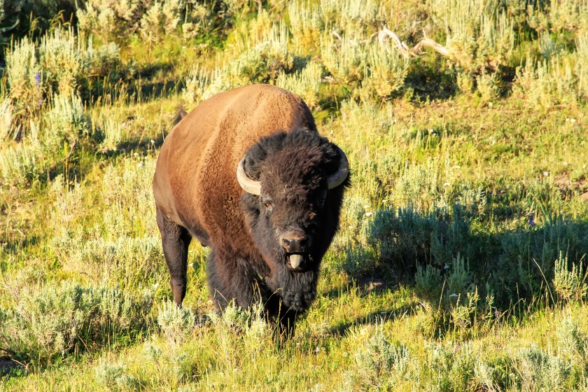 Taylor Swift bison swap