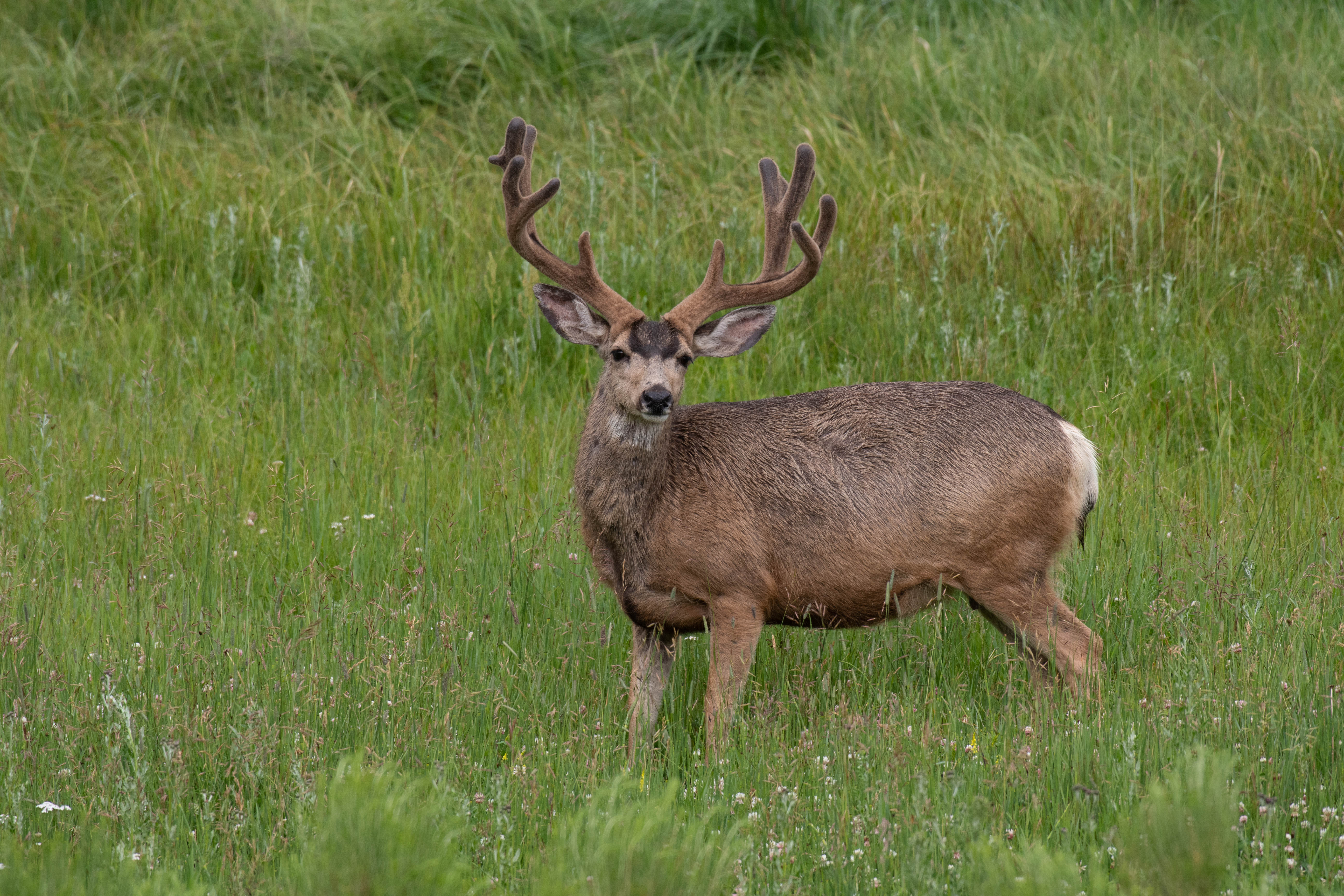A Large Spring Mule Deer in an Open Meadow