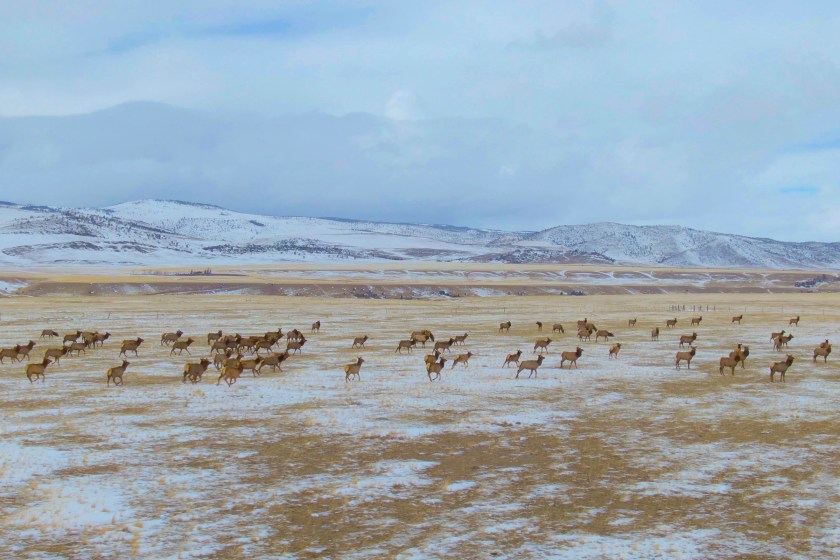 AI drones and elk herds