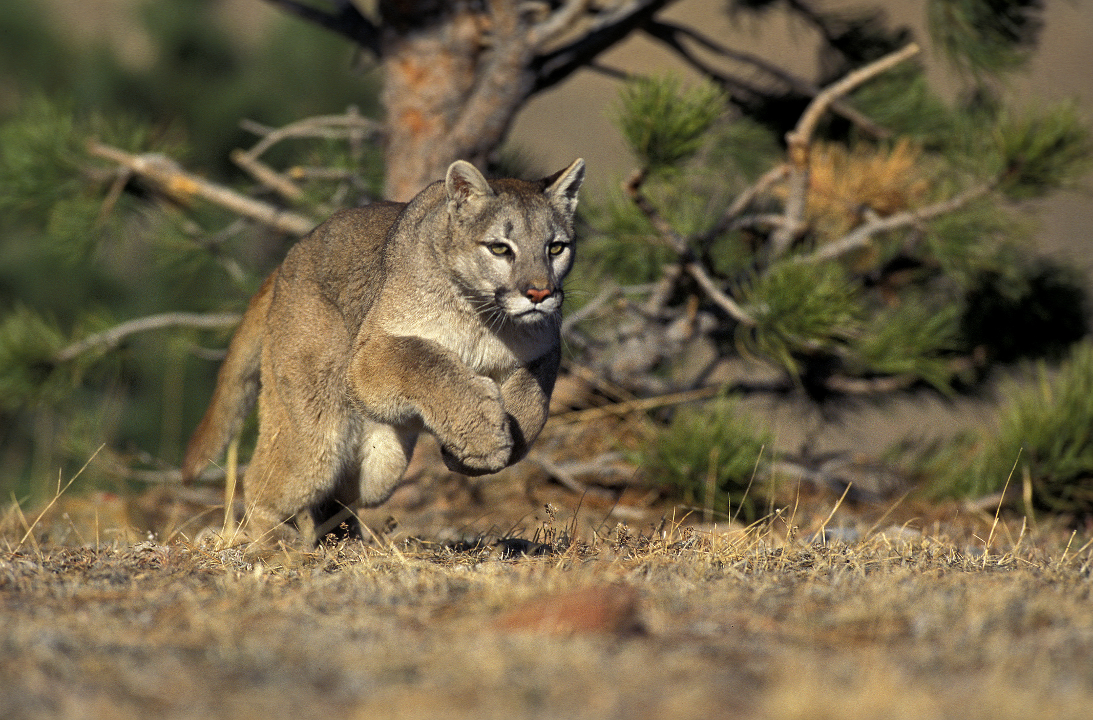mountain lion