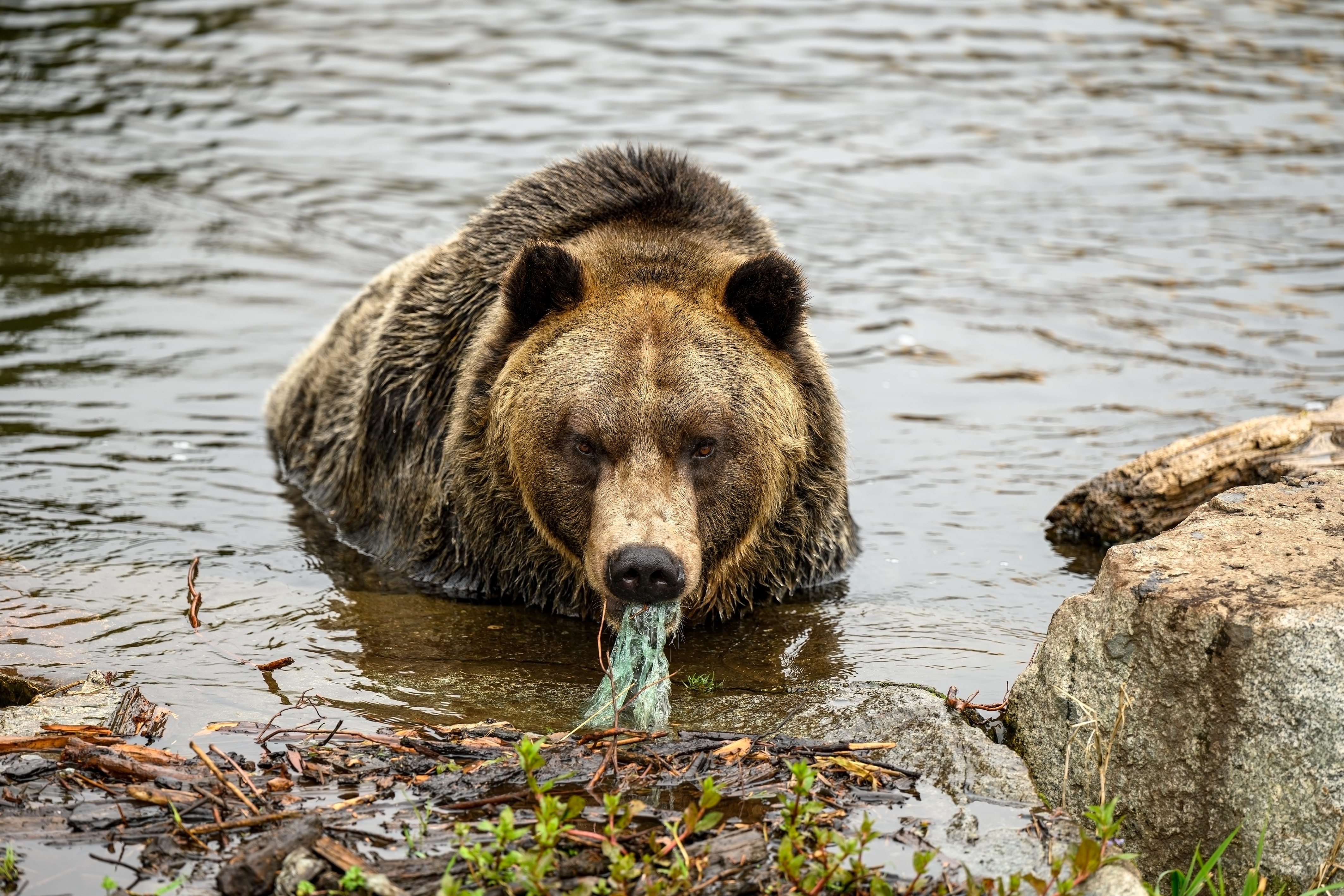 plastic in national parks