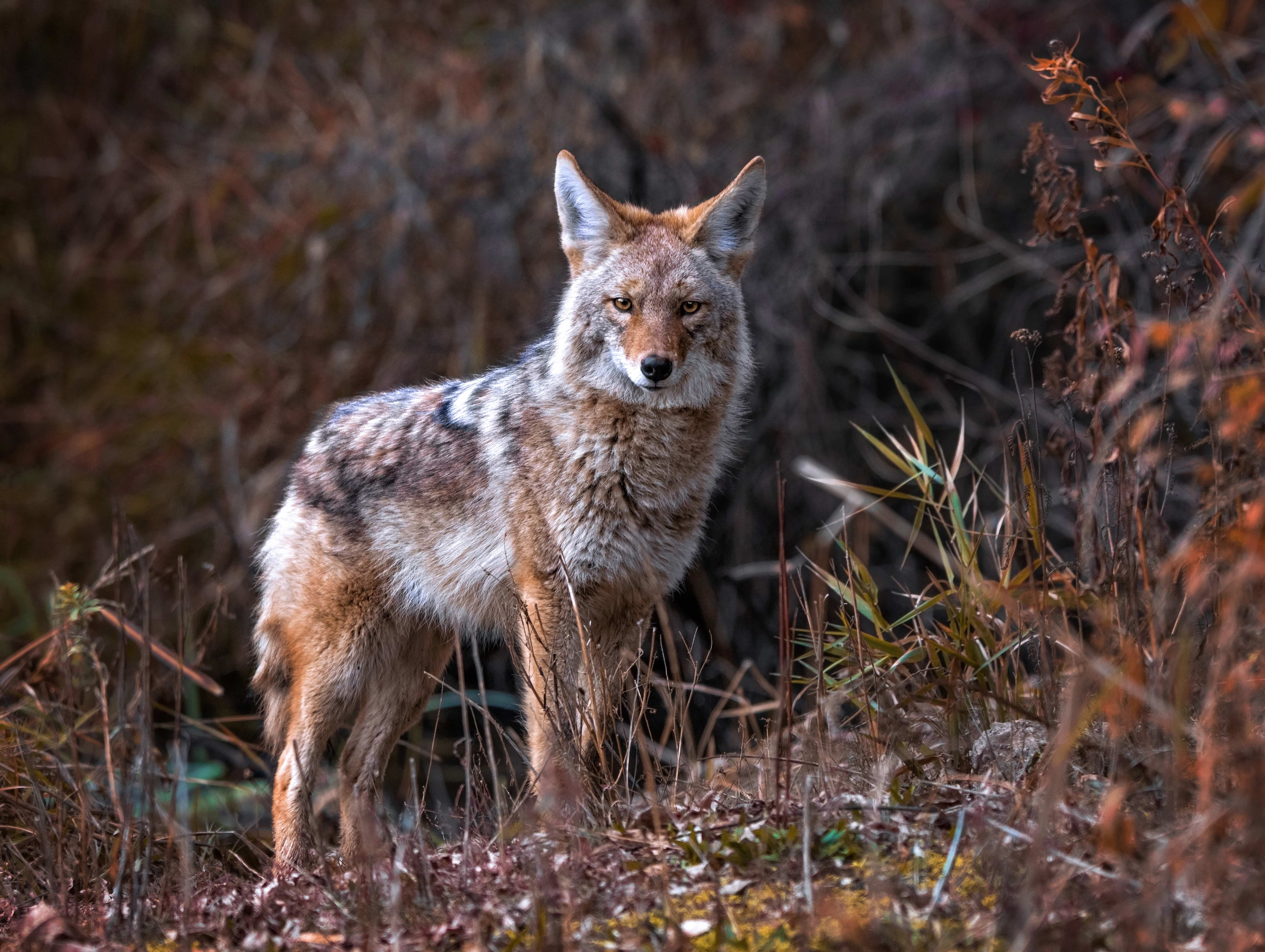 Beautiful photo of a wild coyote out in nature