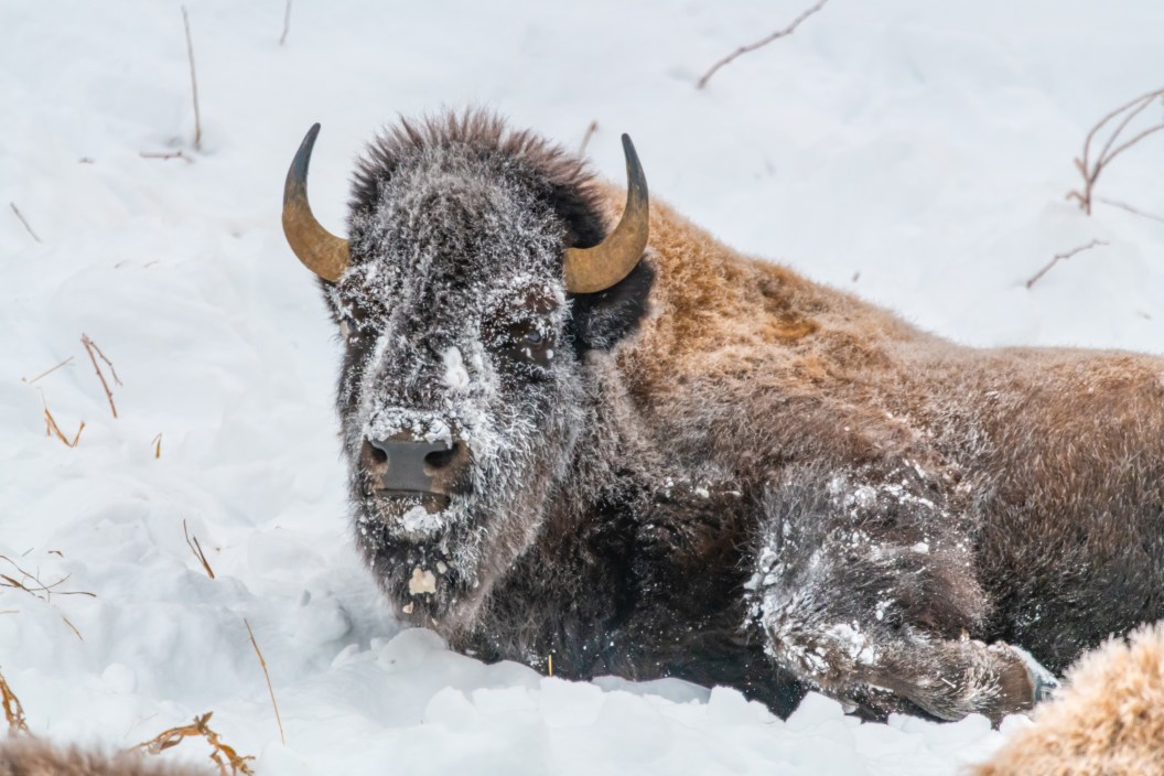 Bison takes an icy tumble