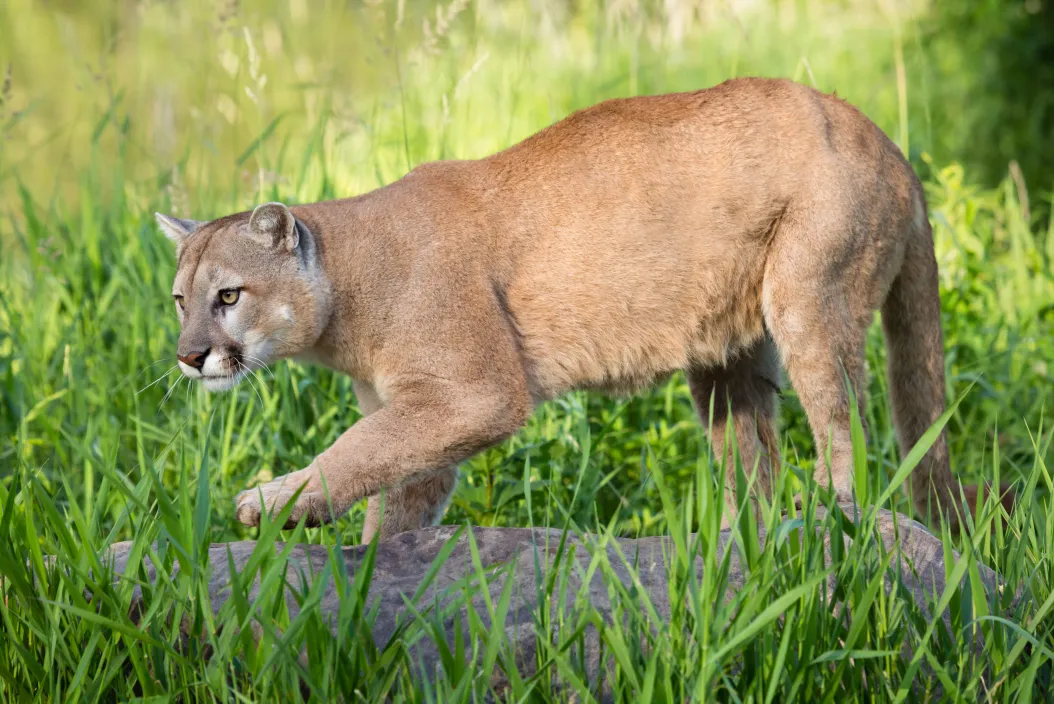 mountain lion crouches down in the green grass