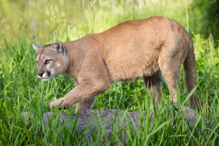 Dead Cougar Found In Arkansas For The First Time In A Decade