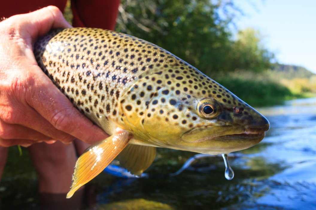 invasive brown trout