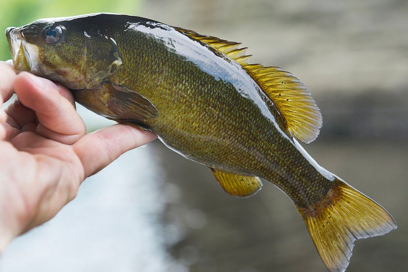 bass fishing
