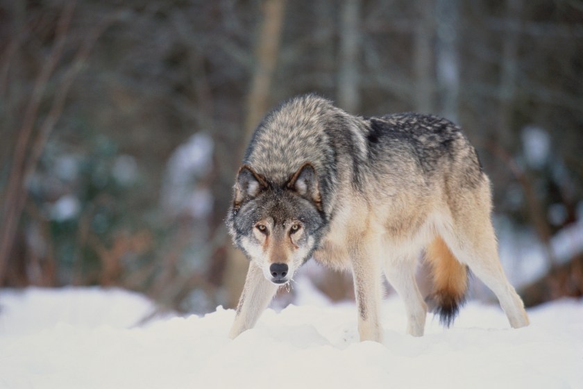 Wolf in Wisconsin self defense