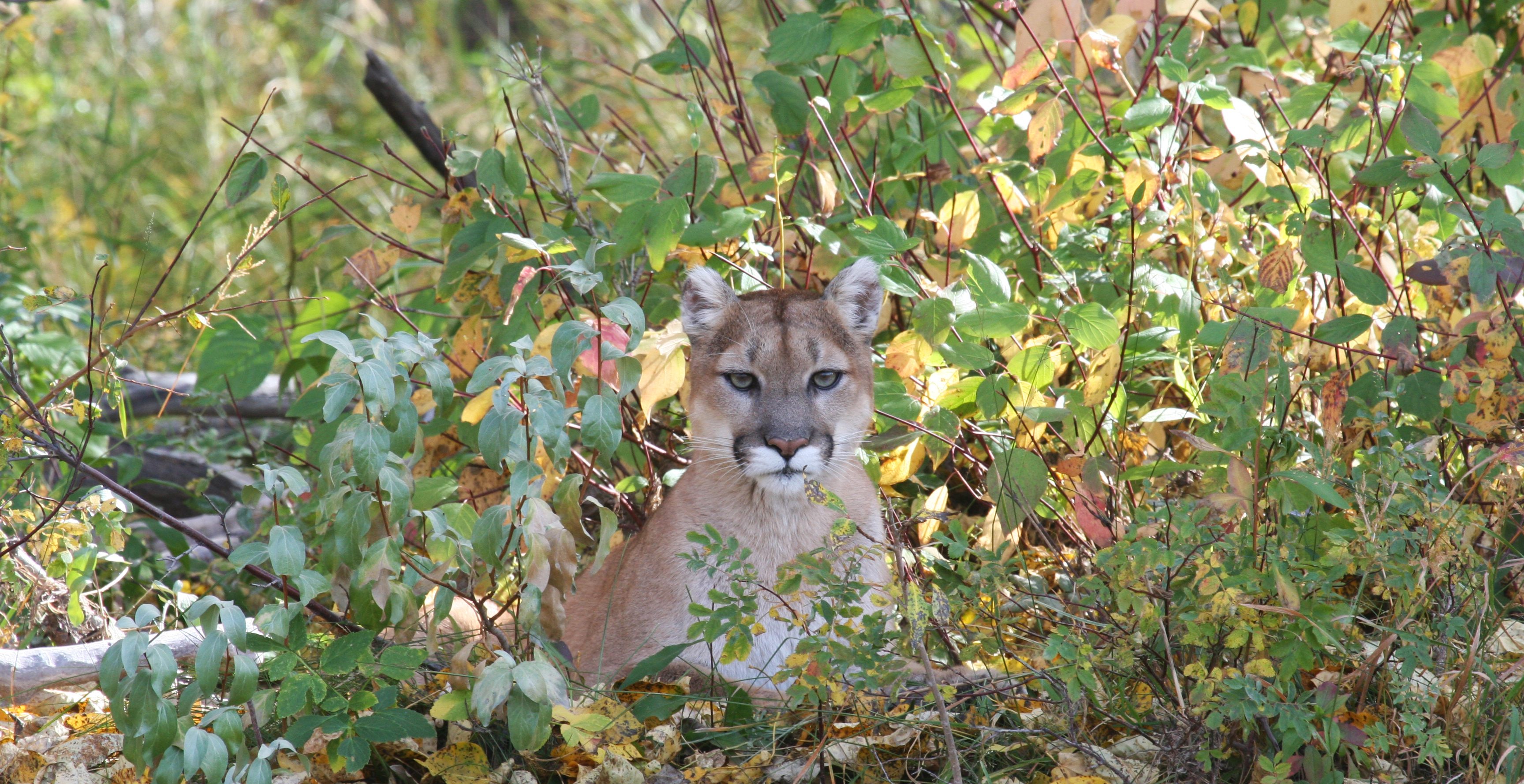 mountain lion sitting in backyard