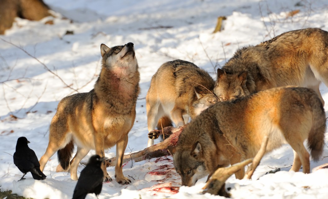 Minnesota wolves delist