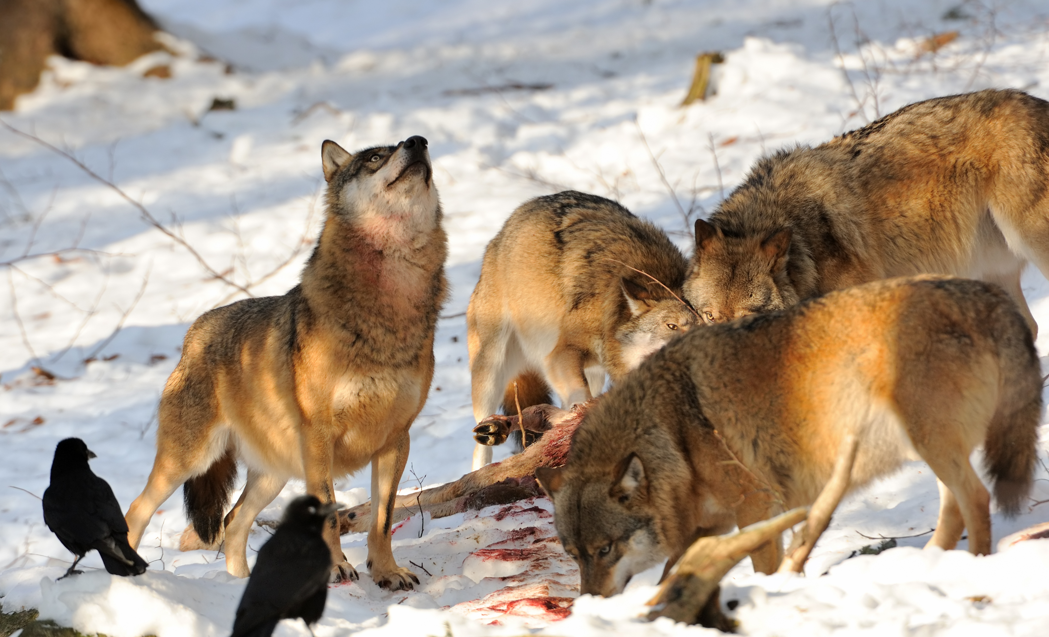 Minnesota wolves delist