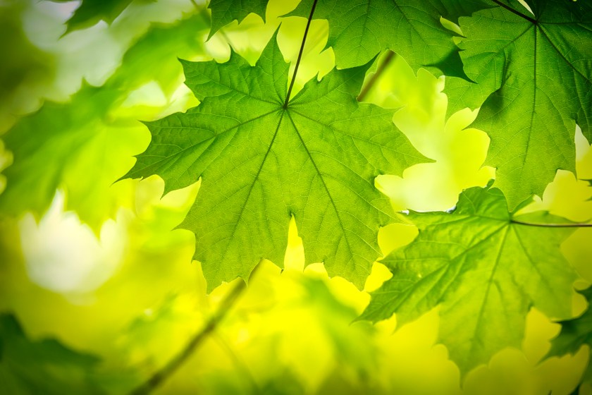 Maple Tree