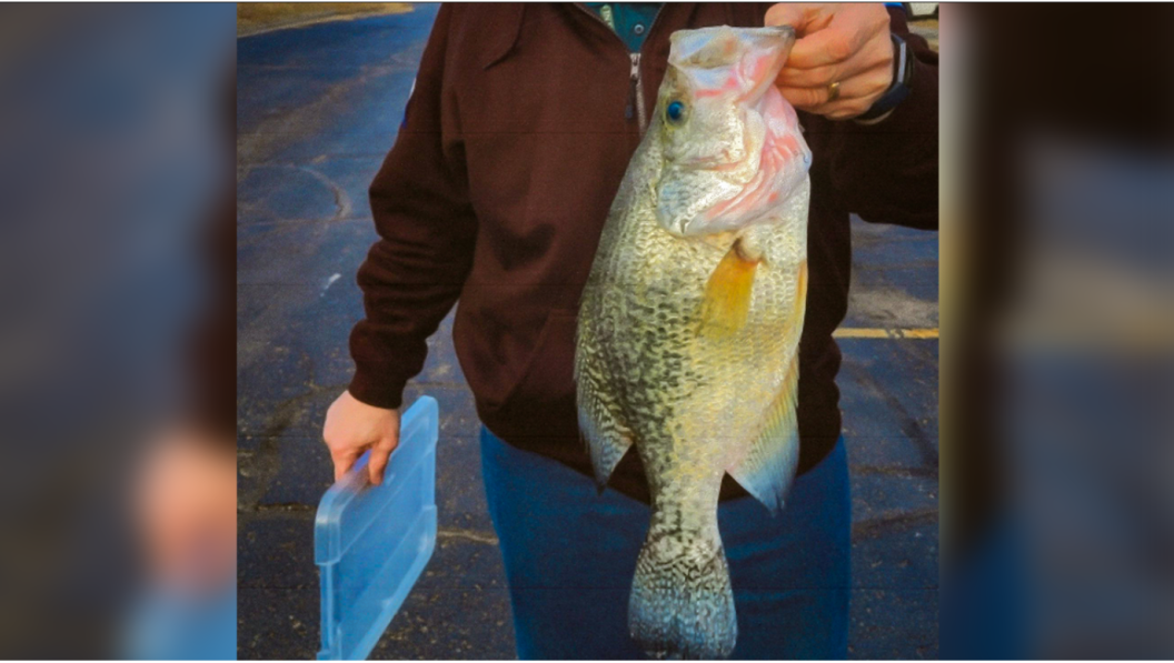 Man holds up Kansas state record white crappie fish